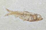 Lot: Green River Fossil Fish - Pieces #81273-3